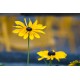Объектив Sigma Canon AF 85 mm F/1.4 EX DG HSM