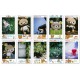 Кассета на 10 фотографий (рамка rilakkuma), размером 86x54 (mini)