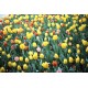 Фотопленка Fujifilm RDP-III 135-36 Fujichrome Provia 100F Professional (цв, прозр., ISO-100)