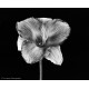 Фотопленка Foma Fomapan Classic 100 135-36 (чб, 36к, ISO 100)