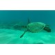 Бокс для дайвинга Dive Housing (AFLTH-001)