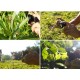 Объектив Pholes 75mm Macro 10x Angle Lens 4k для смартфона