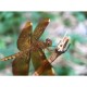 Объектив Pholes 75mm Macro 10x Angle Lens 4k для смартфона